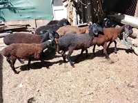 Ram, Arabi sheep — photo 3