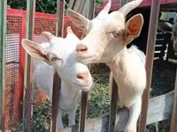 公山羊, Goats — 照片 3