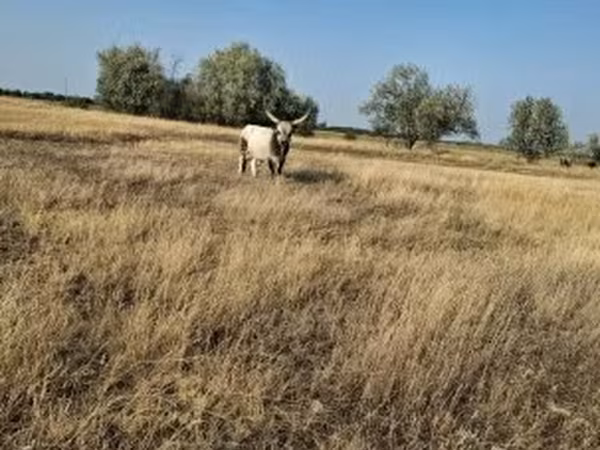 Bika, Magyar szürke fajta — Magyarország