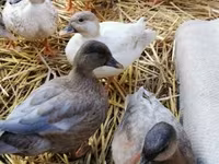 Ducks — 2. fotó