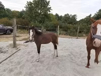 Бие, Hungarian horse breed — 4-сурет