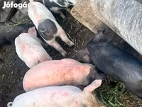 Süldőanya, Sertések — 1. fotó