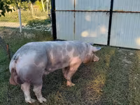 Kanec, Prasata — foto 4
