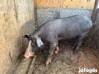 公猪, Pigs — 照片 5
