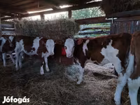 Bull, Limousin cow — photo 8