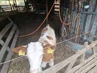 Býk, Maďarské šedé plemeno — foto 2