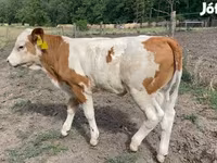 بقرة, Simmental cattle — الصورة 1