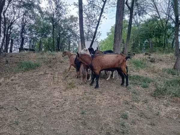 公山羊, Alpine goat