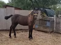 حصان, Lipizzaner — الصورة 2