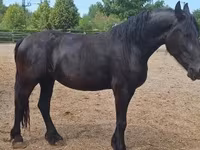 Kanca, Friesian — 2. fotó