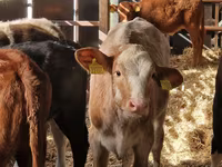 Bovins (lot, sexe non indiqué), Simmental cattle — photo 3