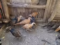 Guinea fowl — photo 5