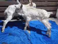 Nőstény kecske, Saanen goat — 5. fotó