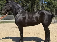 Kanca, Percheron — 1. fotó