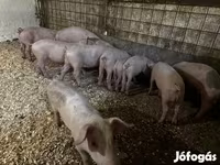 Kan, Sertések — 3. fotó