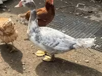 Ducks — الصورة 2