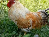 Chickens — الصورة 3