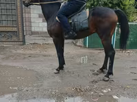 حصان, Thoroughbred horse — الصورة 3