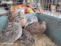 Quails — الصورة 2