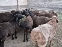 Carneiro, Hissar sheep — foto 3