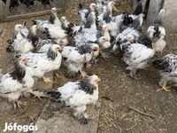 Brahma — Foto 4