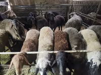 Kos, Edilbay sheep — 4. fotó