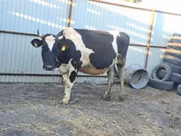 Vaca, Raça Holstein — foto 4