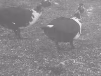 Ducks — photo 1