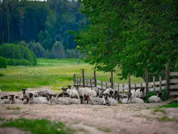 Kos, Romanov sheep