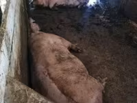 सूअर (लॉट, लिंग निर्दिष्ट नहीं), सूअर — फ़ोटो 2