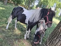 Lovak (tétel, nem megadva), Lovak — 4. fotó