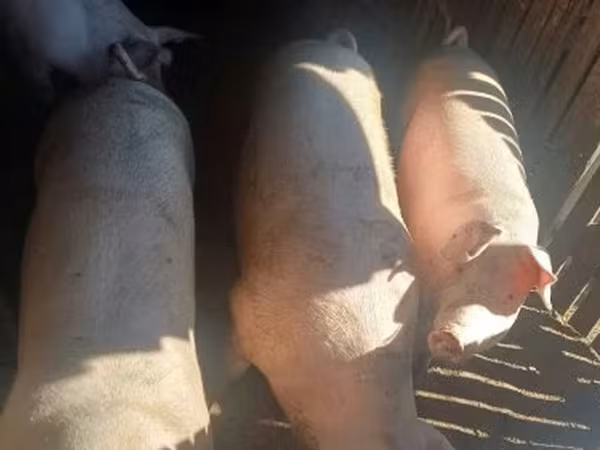 公猪, Pigs