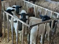 Juh, Dorper sheep — 2. fotó