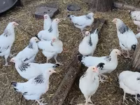 萨塞克斯 — 照片 5