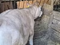 Bulle, Holstein-Rasse — Foto 3