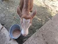 أبقار (دفعة، الجنس غير محدد), Simmental cattle — الصورة 3