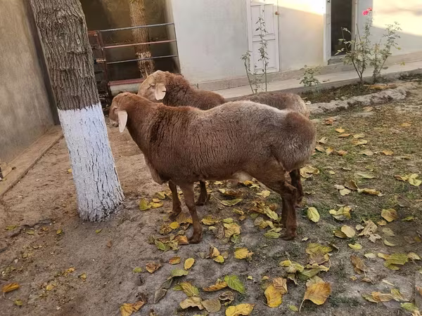 Bélier, Arashan sheep