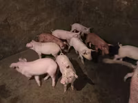 Boar, Pigs — photo 3