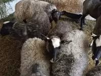 Kos, Romanov sheep — 2. fotó