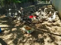 Geese — الصورة 5