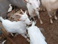 Bode, Cabras — foto 1