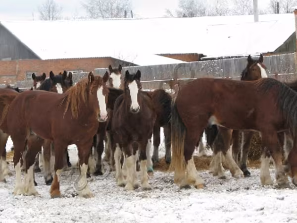 Horse (M), Horses