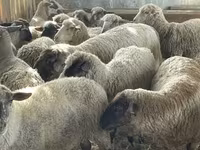 كبش, White Suffolk sheep — الصورة 2