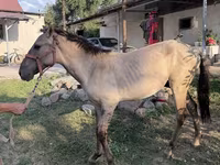 Айғыр, Tiger horse — 6-сурет