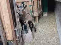 Keçi, Alpine goat — foto 6