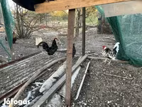 Chickens — foto 4
