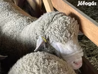 Kos, Ile-de-France sheep — 3. fotó