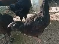 कोसोवो लॉन्गक्राउर — फ़ोटो 2