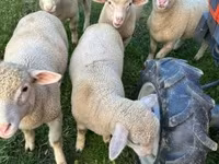 Schaf, Ile-de-France sheep — Foto 5
