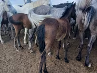 Yegua, Caballos — foto 2